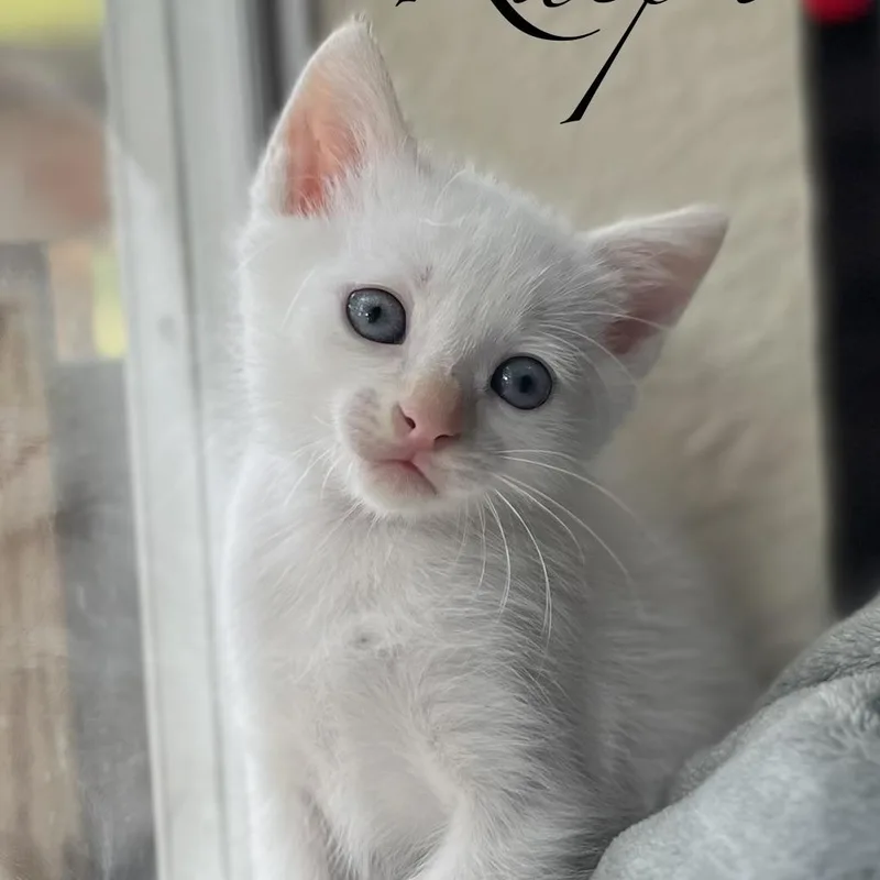 Ralph & Leo thumbnail 2