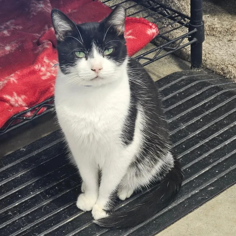 An adult small-sized male Black Domestic Short Hair cat named Noah for adoption in Corydon, IN
