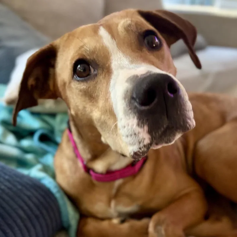 A young medium-sized female Labrador Retriever dog named Ruby for adoption in O'Fallon, MO
