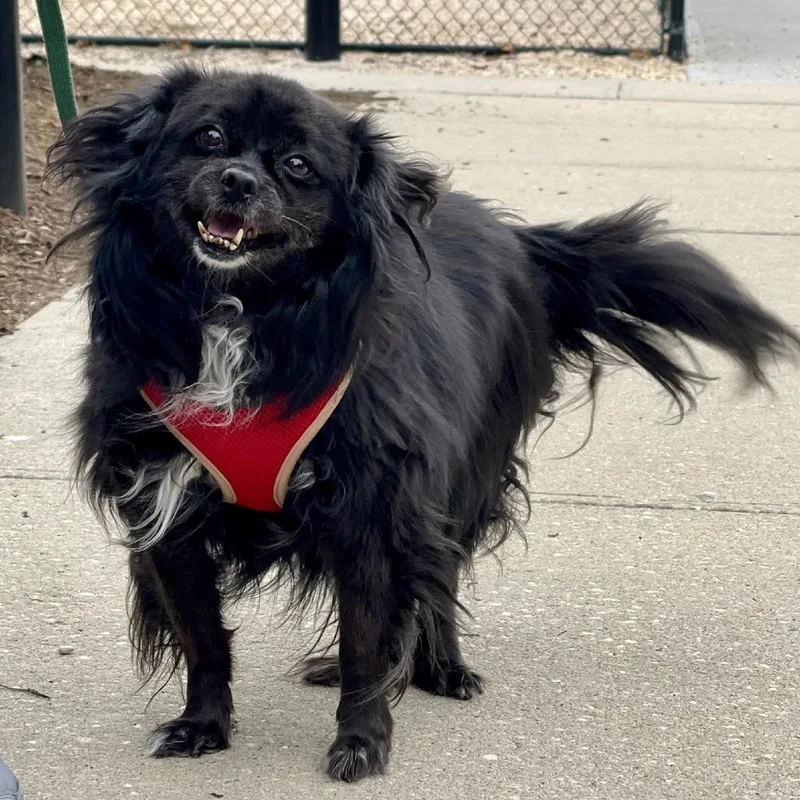 Meredith thumbnail 2