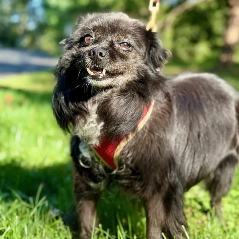 Meredith thumbnail 3