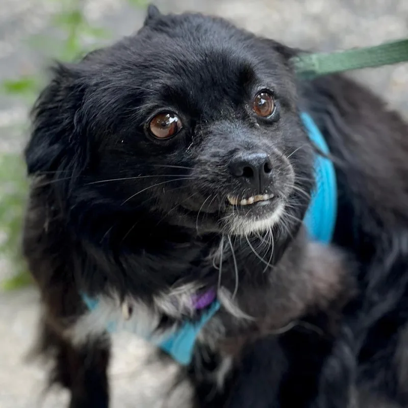 Meredith thumbnail 6