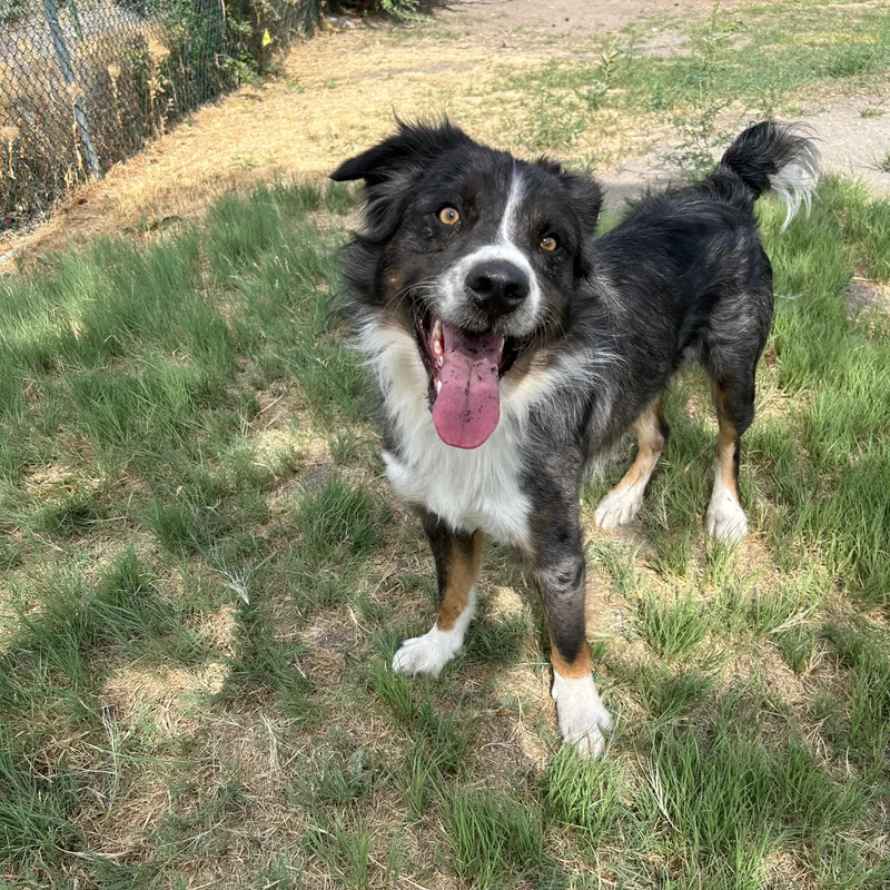 A young large-sized male Gray / Blue / Silver Australian Shepherd dog named Buster for adoption in Lindon, UT