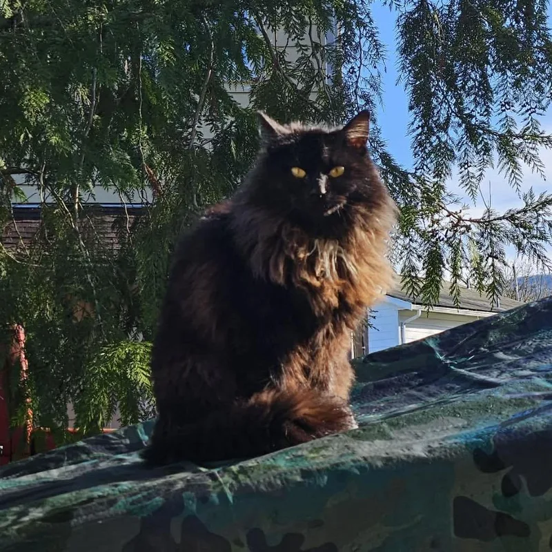A young medium-sized female Black Domestic Medium Hair cat named Raven for adoption in Ferndale, WA