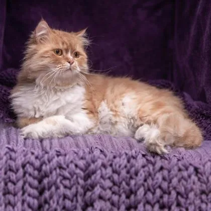 An adult medium-sized male Domestic Long Hair cat named Jeremy Katter for adoption in Hudson, MA