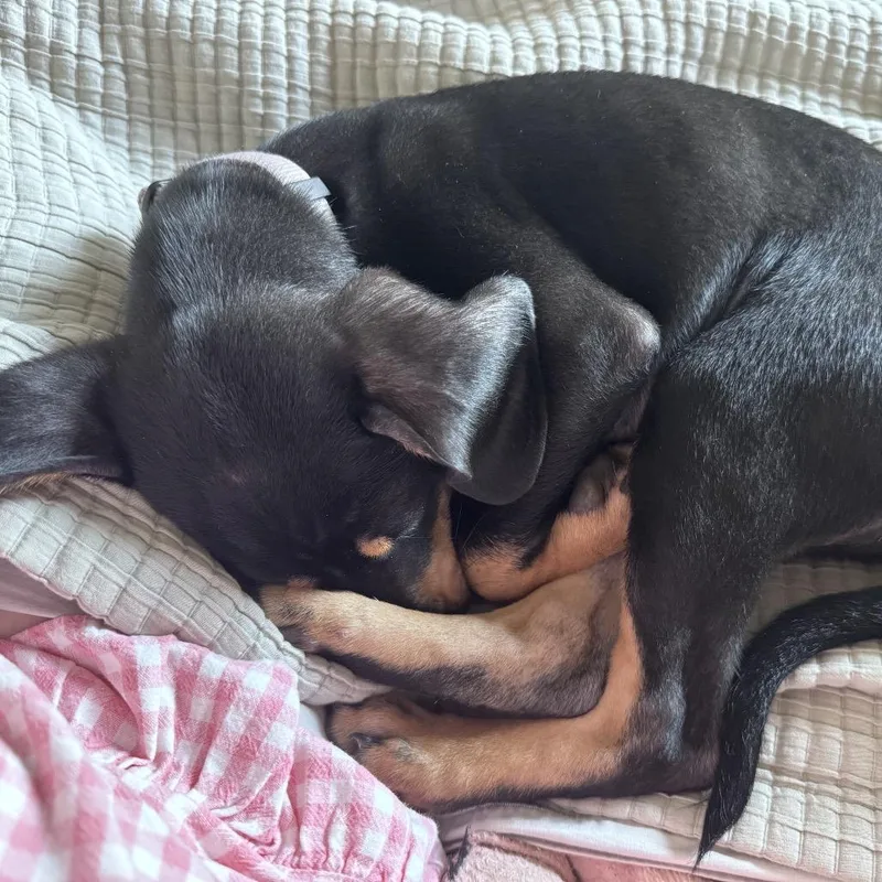 A baby medium-sized female Black Coonhound dog named ALPHARETTA Mango for adoption in Blairsville, GA