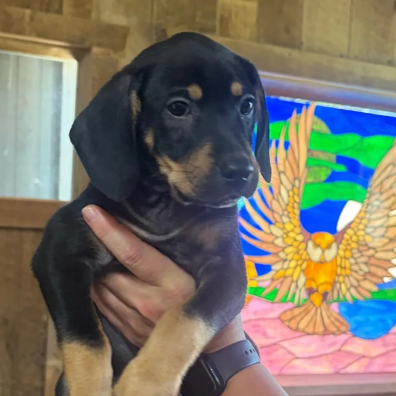 ALPHARETTA  Mango thumbnail 5