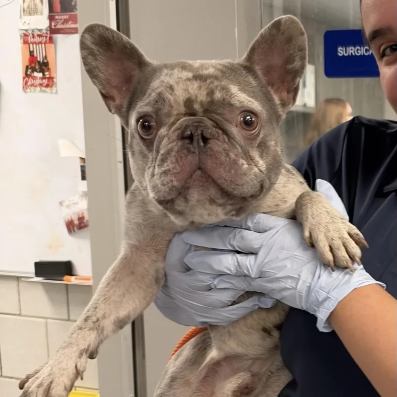 An adult small-sized male Gray / Blue / Silver French Bulldog dog named Milo ~ Coming Soon!!! for adoption in Chicago, IL