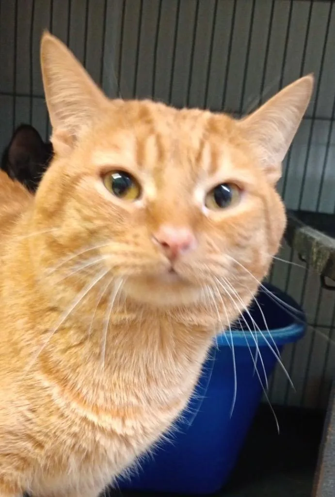 An adult medium-sized male Domestic Short Hair cat named Patrick for adoption in Saginaw, MI