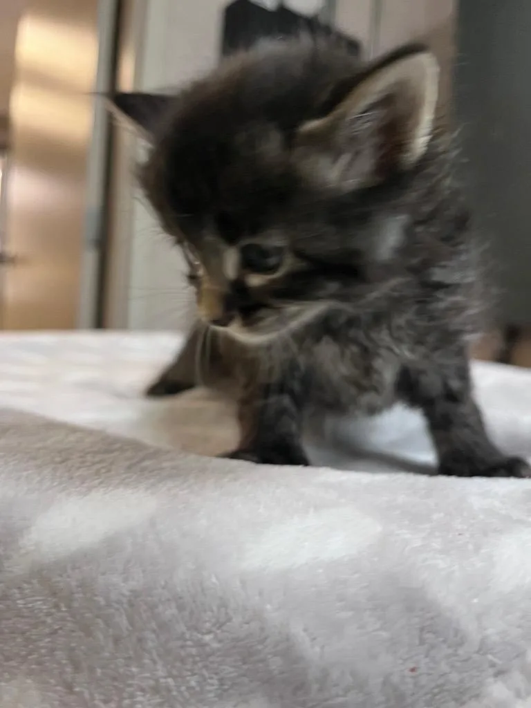 Juniper