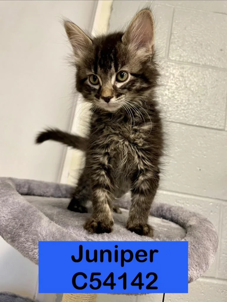 Juniper thumbnail 3