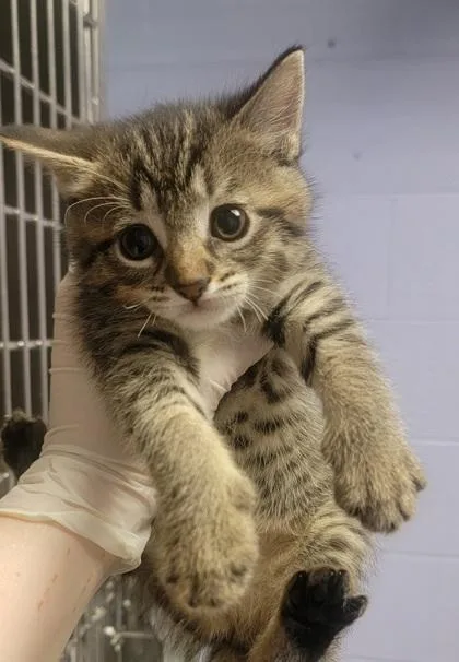 A baby small-sized female Domestic Short Hair cat named Starling for adoption in West Chester, PA