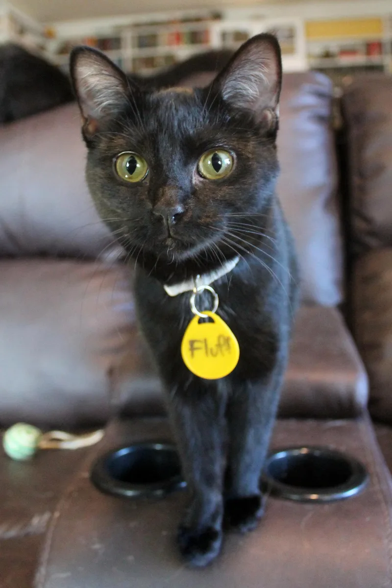 A young medium-sized female Black Domestic Short Hair cat named Fluff for adoption in Guthrie, OK