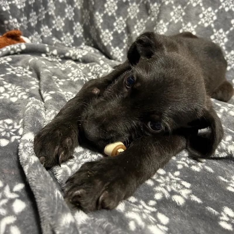 A baby medium-sized male Black Labrador Retriever dog named Balta for adoption in Hattiesburg, MS