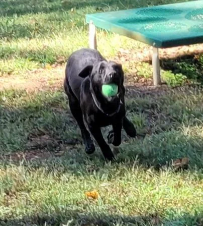 A young large-sized male Labrador Retriever dog named Ace for adoption in Lawrenceburg, TN