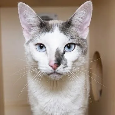 An adult medium-sized male White Domestic Short Hair cat named Nico for adoption in South Elgin, IL