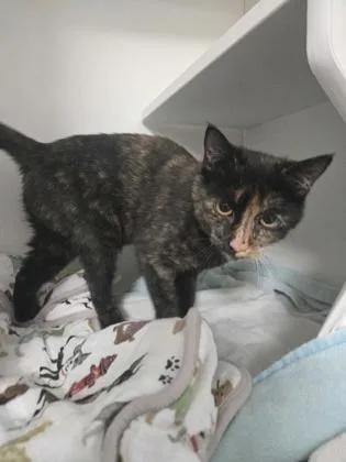 A baby medium-sized female Domestic Short Hair cat named Costco Hot Dog for adoption in Savannah, GA