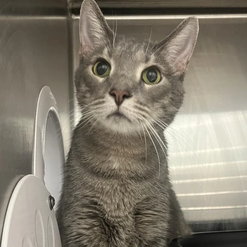 A senior large-sized male Gray / Blue / Silver Domestic Short Hair cat named Matcha for adoption in Oak Park, IL