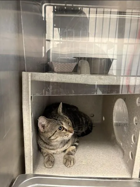A young large-sized female Domestic Short Hair cat named Purrina for adoption in Augusta, GA