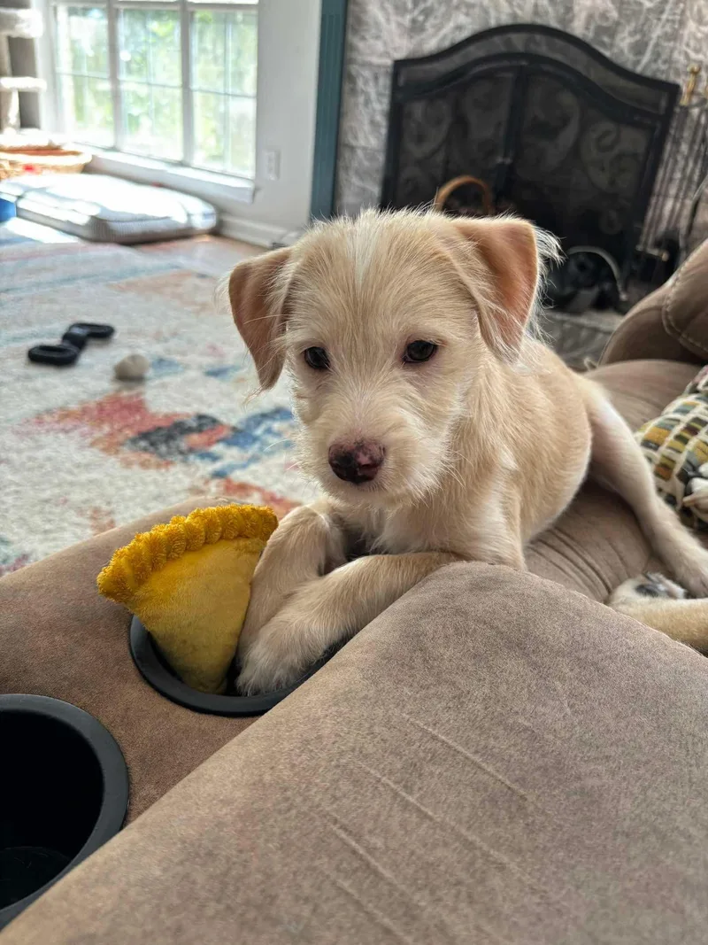 Nugget