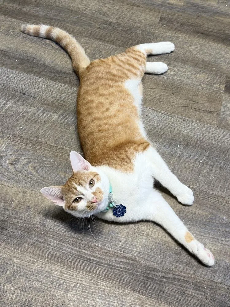 A young medium-sized male Orange & White Domestic Short Hair cat named Maximus for adoption in Warren, CT