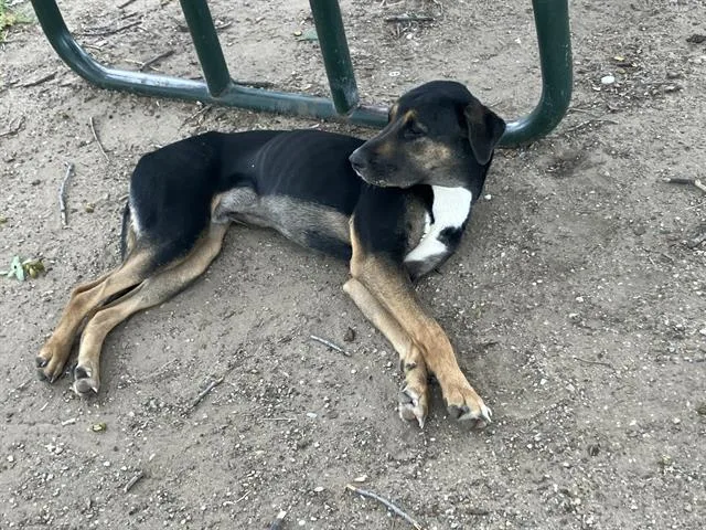 A young large-sized male Mixed Breed dog named Tony for adoption in Dallas, TX
