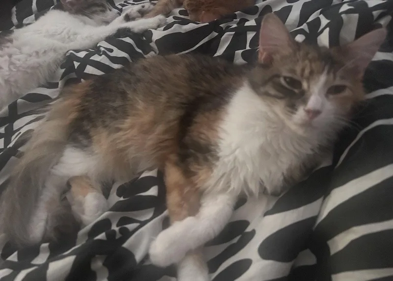 A young medium-sized female Maine Coon cat named Seraphina for adoption in Riverside, CA