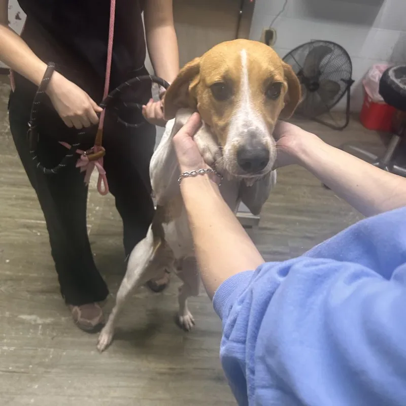 A young medium-sized male Brown / Chocolate Hound dog named King Julien for adoption in Summerville, SC