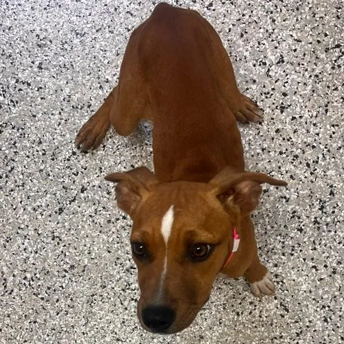 A baby small-sized female Red / Chestnut / Orange American Foxhound dog named Baby Girl for adoption in Hattiesburg, MS