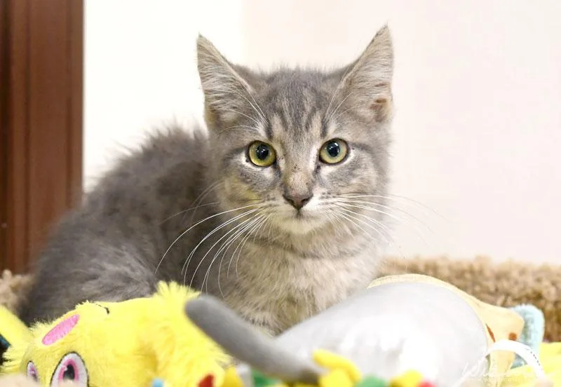 A baby small-sized female Tabby (Gray / Blue / Silver) Domestic Short Hair cat named Kimpawsible for adoption in Monroe, GA