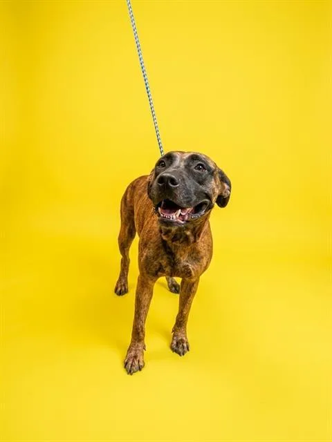 An adult large-sized female Mixed Breed dog named Brynn for adoption in Jacksonville, FL
