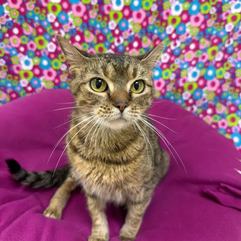 An adult medium-sized female Brown / Chocolate Domestic Short Hair cat named Poprock for adoption in Deerfield, IL