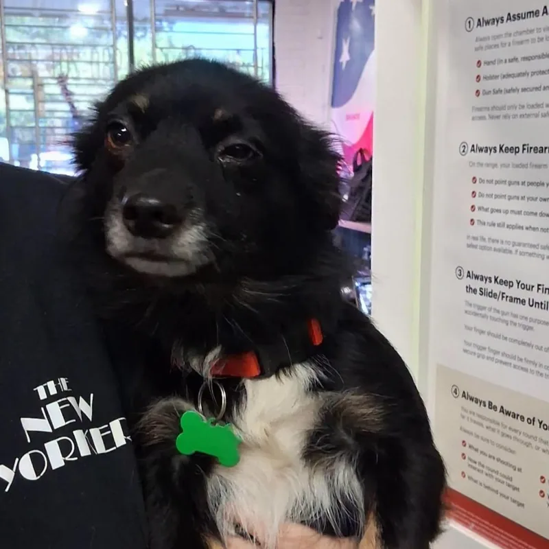 A young small-sized female Mixed Breed dog named Blitz for adoption in Matthews, NC