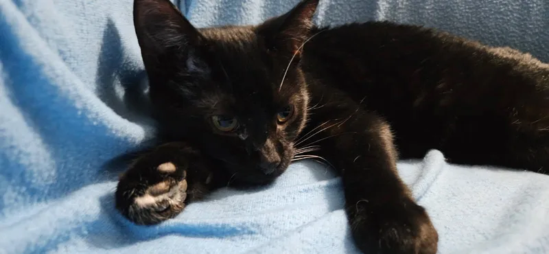 A baby medium-sized male Black Domestic Short Hair cat named Leo for adoption in Kirklin, IN