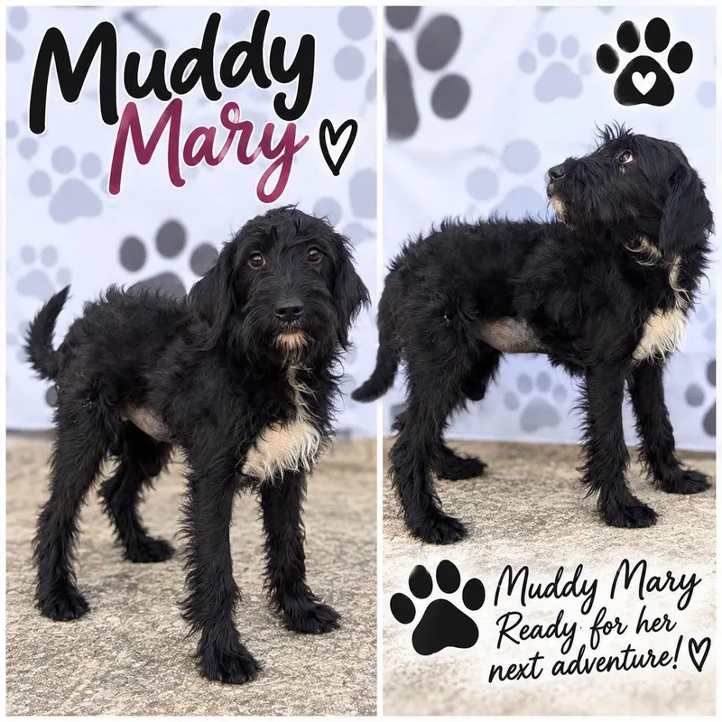 Muddy Mary