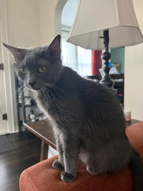 A senior medium-sized female Domestic Short Hair cat named Harpsichord for adoption in Cincinnati, OH