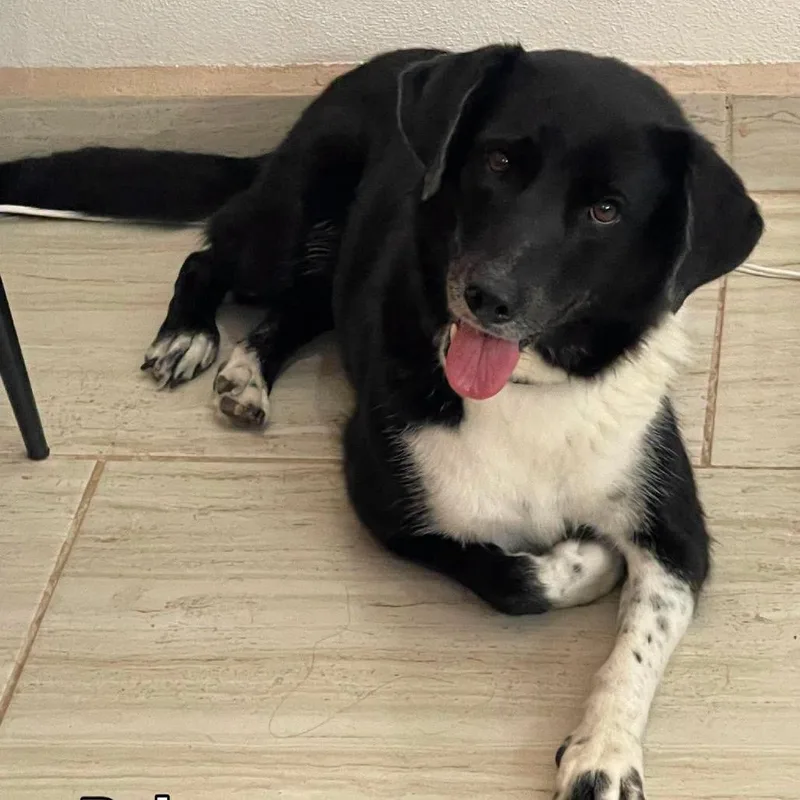 An adult medium-sized female Black Mixed Breed dog named Reba for adoption in Bend, OR