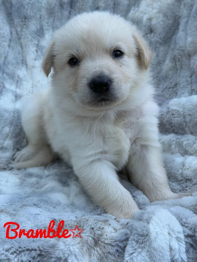 A baby large-sized male White / Cream German Shepherd Dog dog named Bramble for adoption in Pleasant Hill, CA