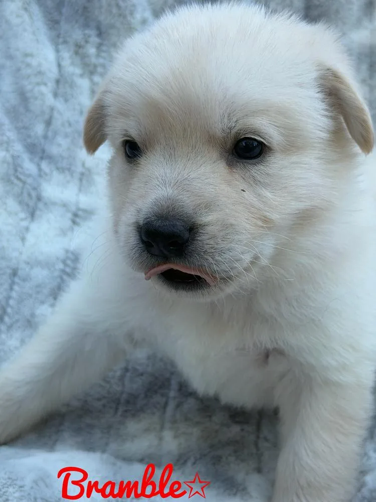 Bramble thumbnail 2
