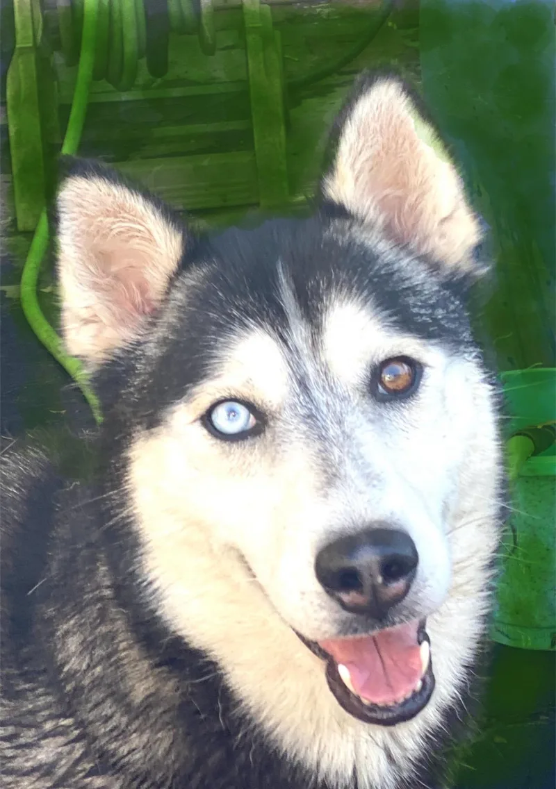 An adult medium-sized female Husky dog named Bell for adoption in Century City, CA