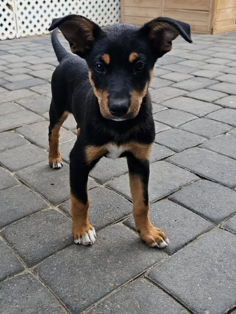 A baby small-sized female Mixed Breed dog named Scary Spice for adoption in Mesa, AZ