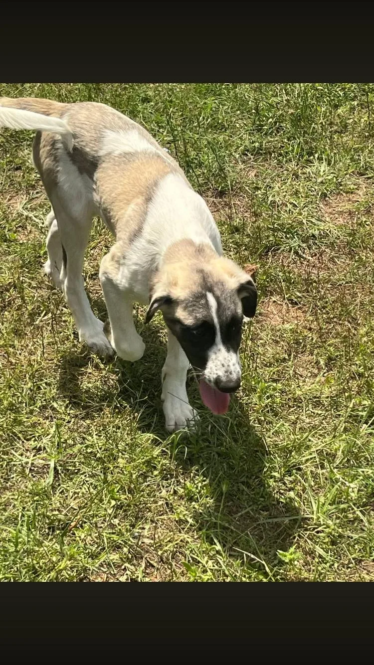 A baby large-sized female Bicolor Great Pyrenees dog named Ranger for adoption in Paradise, TX
