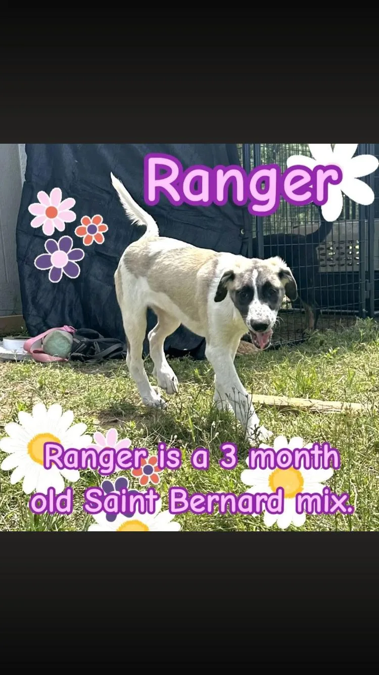 Ranger thumbnail 2