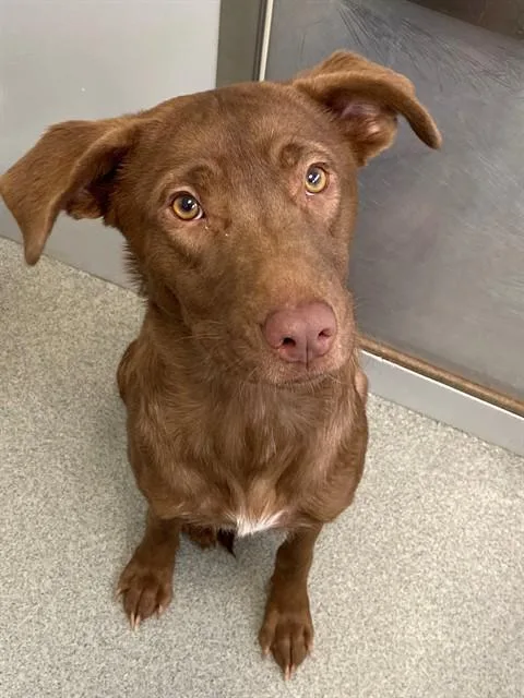 A young medium-sized male Labrador Retriever dog named Remy for adoption in Fayetteville, NC