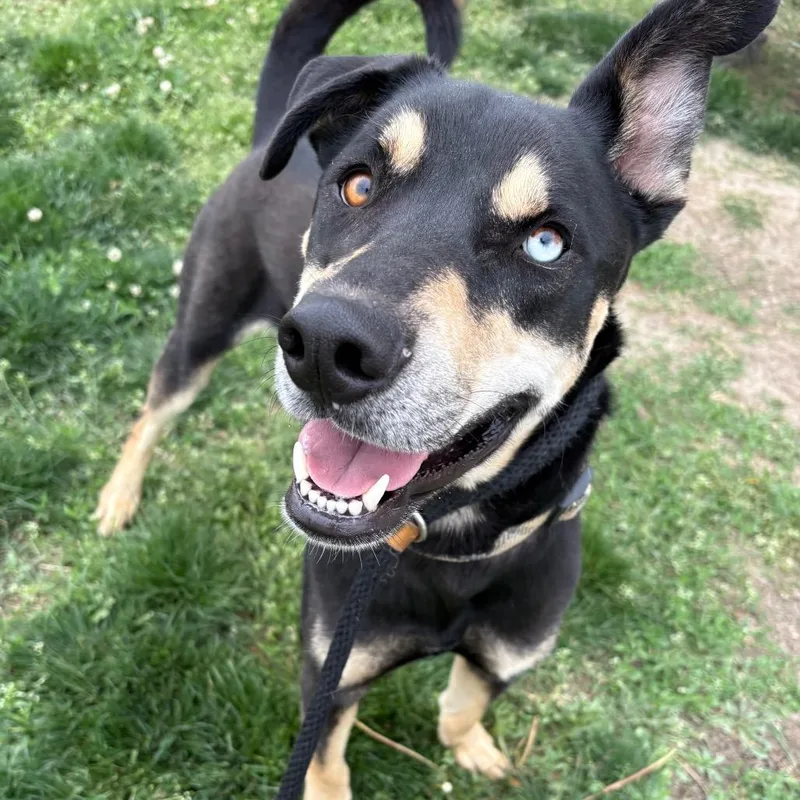 An adult large-sized male Black German Shepherd Dog dog named Moose PP for adoption in St Joseph, MO