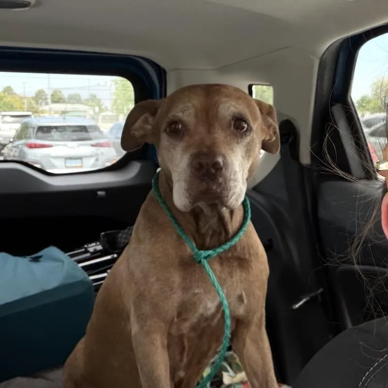 Lady Bird thumbnail 2