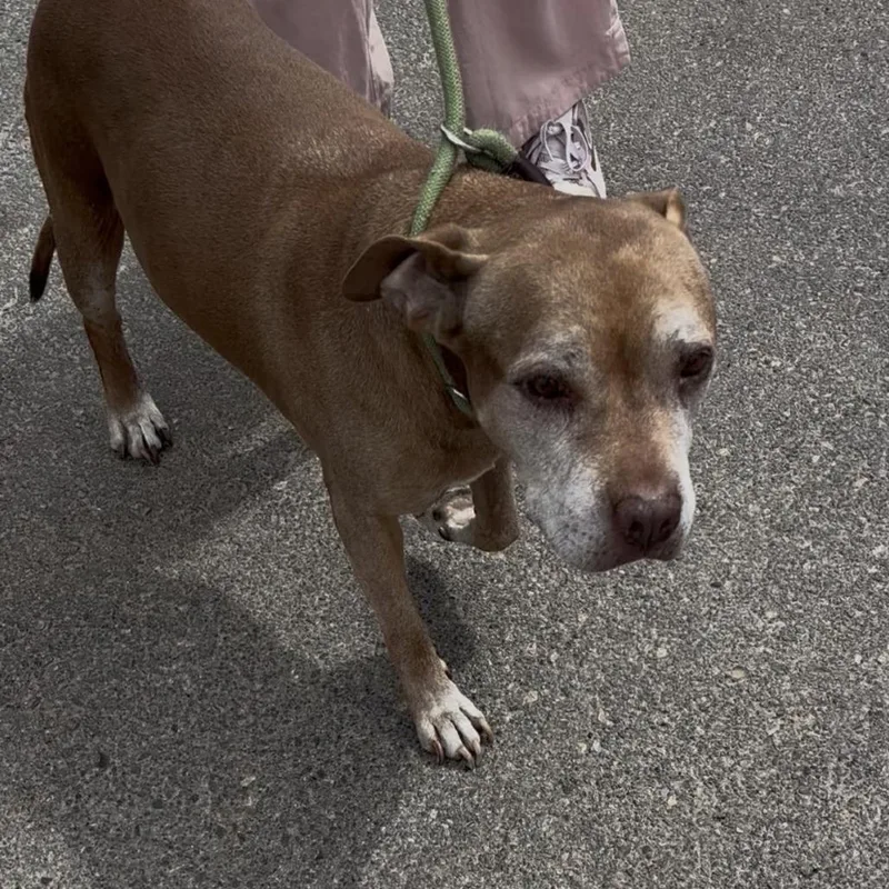 Lady Bird thumbnail 3