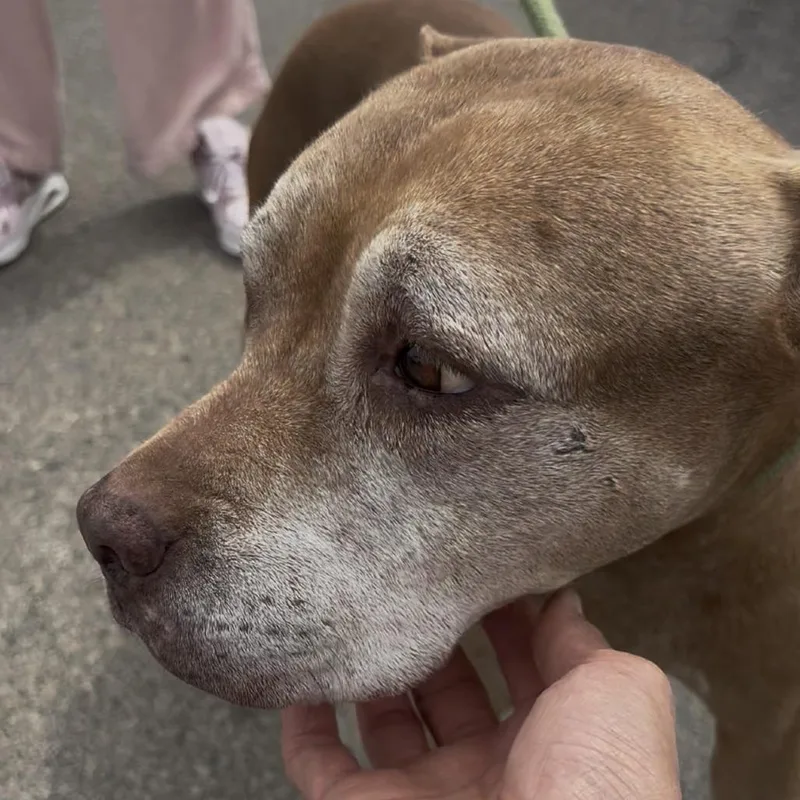 Lady Bird thumbnail 4