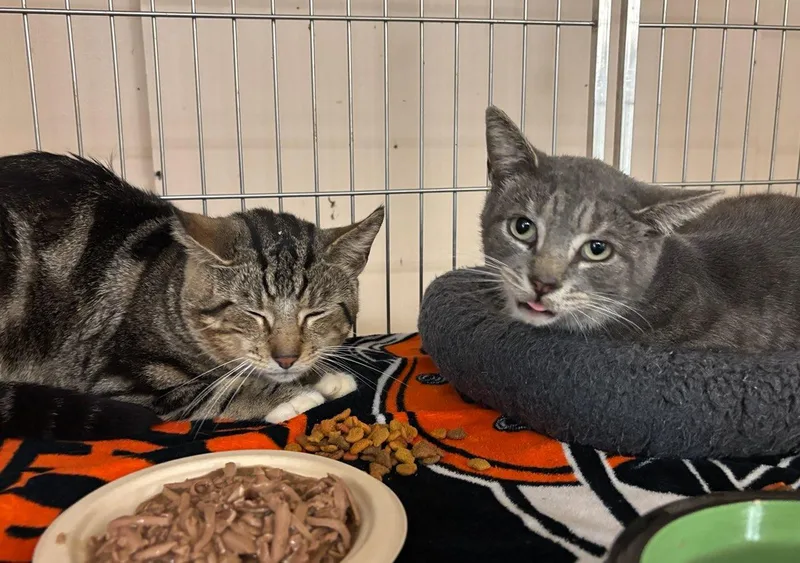 Tanner And Tommy thumbnail 2