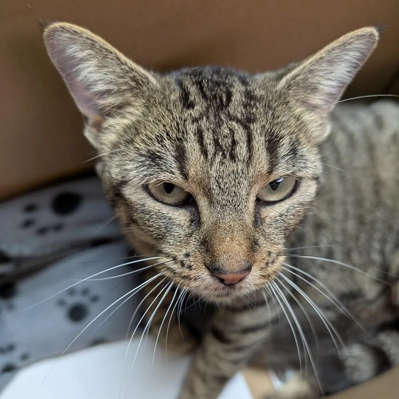 An adult medium-sized female Brown / Chocolate Domestic Short Hair cat named Cher for adoption in Leander, TX